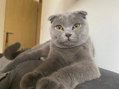 Junge Scottish Fold Katzen mit Stammbaum suchen neues Zuhause