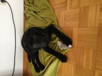 Labrador Tyson sucht ein neues Zuhause