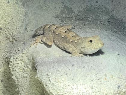 Pristurus carteri Dhofar Skorpionschwanzgeckos