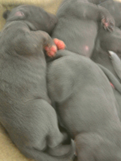 Deutsche Doggenwelpen in BLAU