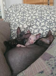 Reinrassige Don Sphynx Kitten Kätzchen