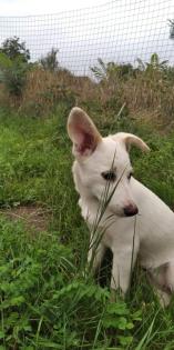Fauna ist ein verspieltes Hundemädchen