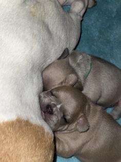 Französische Bulldogge mit Papiere