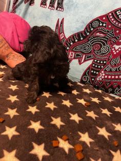CAVALIER KING CHARLES PUDEL WELPEN