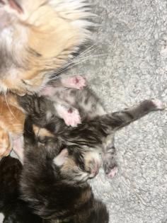 Main Coon Perser Babys