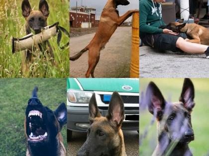 Malinois X Herder zu verkaufen