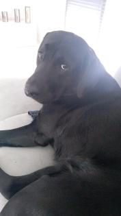 Deckrüde Labrador Golden Retriever