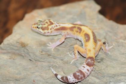 Leopardgecko Super Giant 0. 1