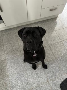 Cane Corso Hündin
