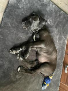 Deutsche Dogge Welpe