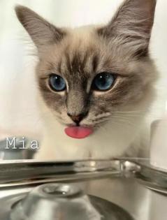 Reinrassige Heilige Birma Katzen zu verkaufen