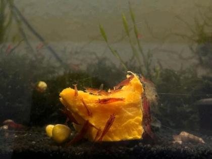Red Fire Garnelen Neocaridina Aquarium Rote Garnele einfach