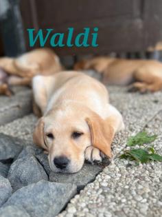 Unsere süßen Labrador Welpen