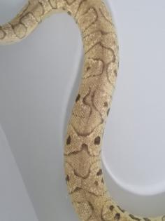 0. 1 Königspython Phython regius Clown