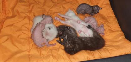 Sphynx Gummi, brush und Velours