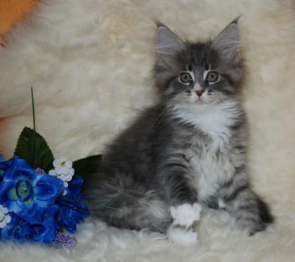 Maine Coon Blausternchen sind noch auf der Suche.