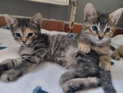 5 süße Kitten suchen ein liebevolles Zuhause