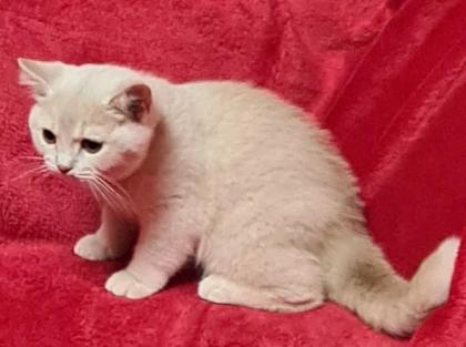 BKH Mädchen in creme und Black-Tortie
