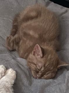 Britische Katzenbabys