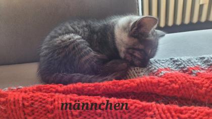 Ägyptisch Mau - BKH Mix Kitten