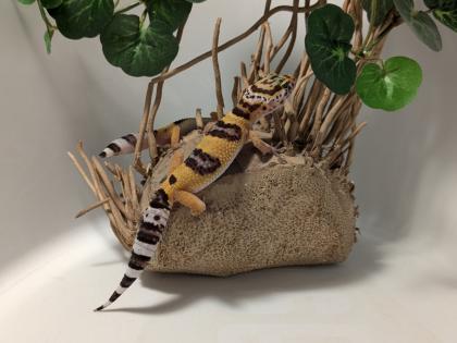 Leopardgecko aus Rostock 24. 11. 2024