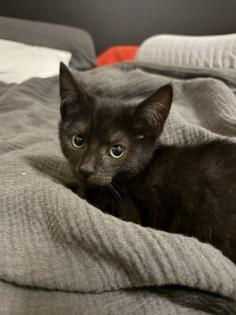 Katzen Babys mischlinge
