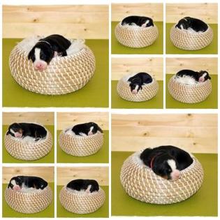 Unsere Sonntagskinder - Berner Sennenhund Welpen