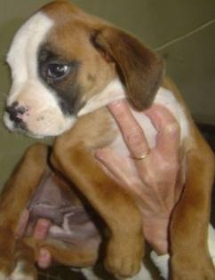 Boxer Welpen