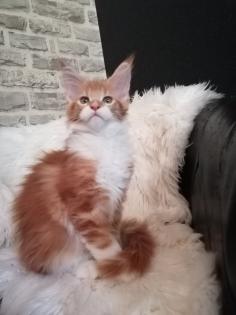Maine Coon Mädchen mit Stammbaum sucht ab 06. 09. 2023 .
