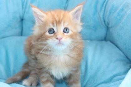 Drei Maine Coon kitten sind noch frei.