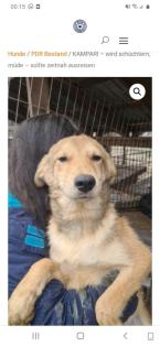 Tolle Welpen, Junghunde Hundesenioren
