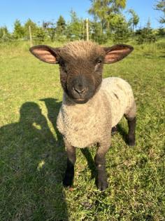 Shropshire Lammböcke
