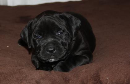 Hunde, Welpen, Saupacker, Molosser, mit Papieren, .