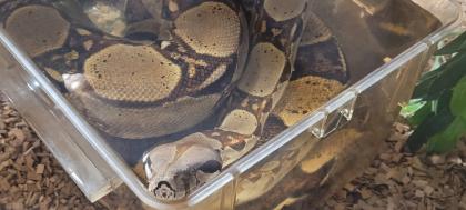 Boa Constrictor Imperator Weibchen, geb. 2020