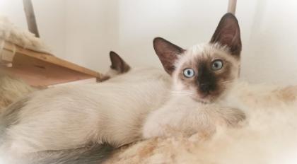 Süße Siam Kater seal point abgabebereit