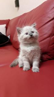 Ragdoll Kitten