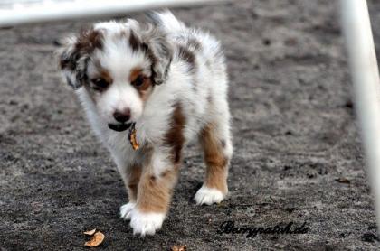 Noch ein zauberhafter Mini Australian Shepherd Welpe