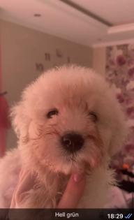 Goldendoodle Medium Samojede