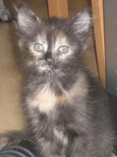 Sibirische Katzenkinder