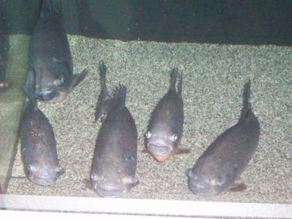 5 Piranha rot XXL