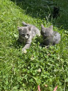 Mischling Katzen Kitten Baby