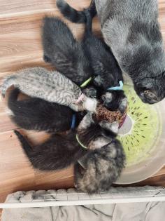 Noch 5 BKH/BLH Mix Kitten