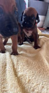 Rhodesian Ridgeback welpen