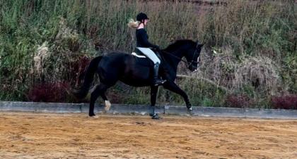 Hannoveraner Dressurpferd Rappe Freizeitpferd Zuchtstute Pferd