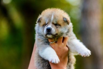 Akita Inu Welpen zu verkaufen