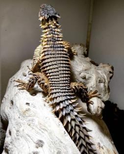 1. 1 Sungazer lizard Smaug Giganteus