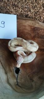 Mehrere Königspythons Regius abzugeben in Soest/Nrw