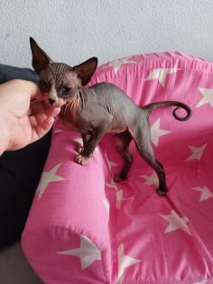 Sphynx katze