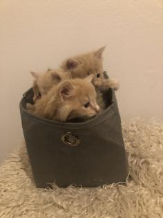 Maine Coon reinrassig