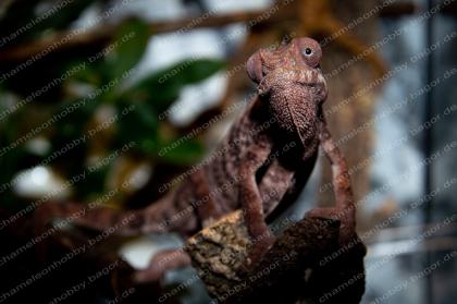 Pantherchamäleon Furcifer Pardalis Ambilobe DNZ Weibchen Pantherchameleon